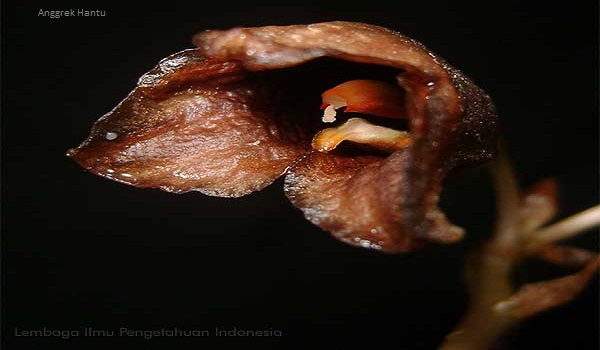 Anggrek Hantu dari Pulau Jawa