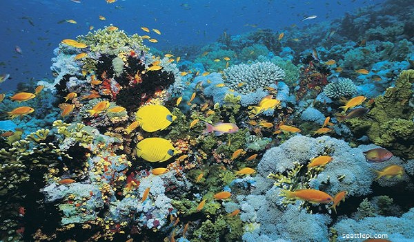 Keanekaragaman Hayati Indonesia Terbesar di Dunia