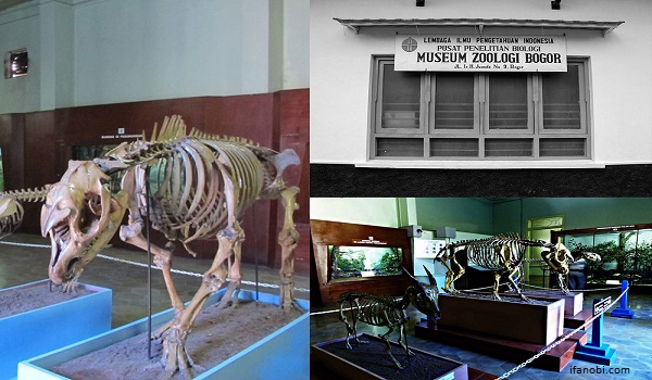 Museum Zoologi Bogor Sebagai State of Art Fauna Indonesia