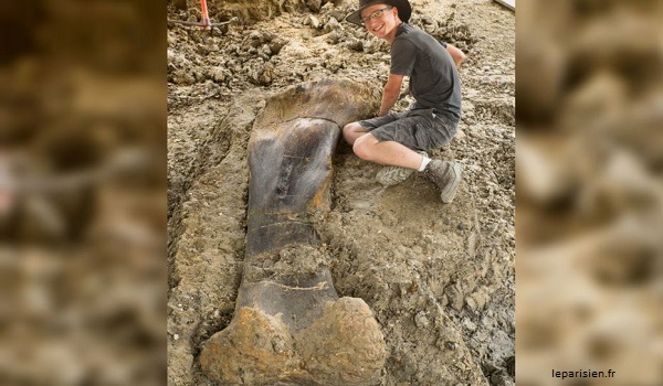 Tim Peneliti Prancis Temukan Tulang Dinosaurus Raksasa