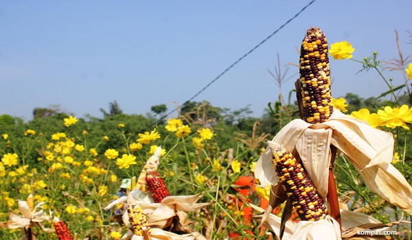 Uniknya Jagung Warna-warni di Cianjur